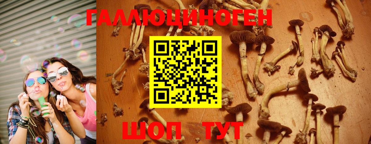 Галлюциногенные грибы прущие грибы  Белореченск  Псилоцибиновые грибы Psilocybine cubensis 